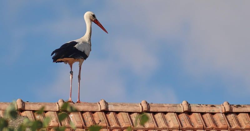 Glückssymbole: 15 Zeichen für Glück und ihre Bedeutung