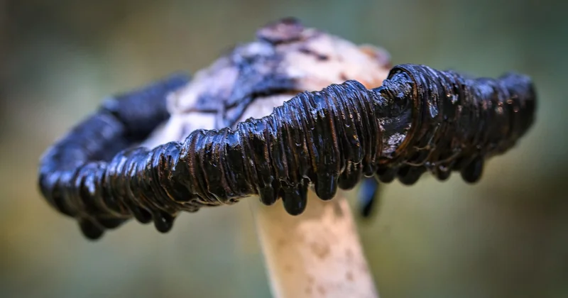 Welche Pilze sammeln Anfänger?