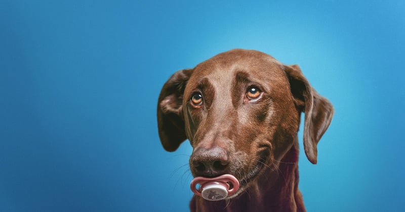 Paarungsverhalten Hunde: So erkennen Sie die Signale richtig