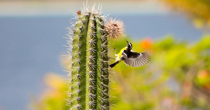 Tauchen und Schnorcheln: Das Herzstück von Bonaire